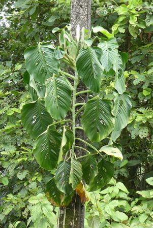 Pictured near Quibdo, Choco, Colombia Image Copyright © 2019 by Bruce Dunstan