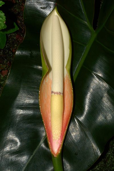 文件:Philoacutatum032169 02.jpg