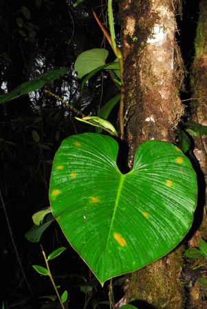Pictured in Esmeraldas, Ecuador Image Copyright © 2013 by David Scherberich