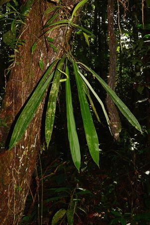 Croat 106002 pictured near Rio Taculin (Pastaza, Ecuador) Image Copyright © 2015 by David Scherberich