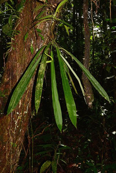 文件:AnthceroniiCroat 08.jpg