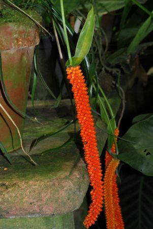 Pictured in the Botanischer Garten der Universitat Göttingen (Germany) Image Copyright © 2011 by David Scherberich