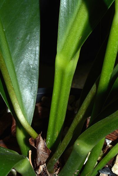 文件:Anthsolitarium1977-1439K 05.jpg