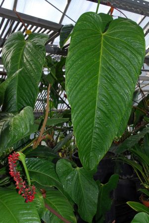 Pictured in the Botanischer Garten der Philipps-Universität Marburg (Germany) Image Copyright © 2011 by David Scherberich