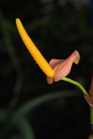 Pictured at the Jardin Botanique du Montet (Nancy, France) Image Copyright © 2010 by David Scherberich
