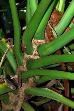 Pictured at the Fairchild Tropical Botanic Garden Image Copyright © 2012 by David Scherberich
