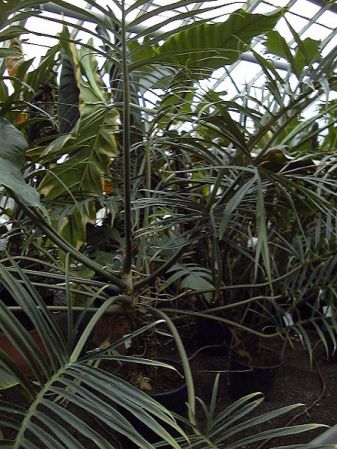 Pictured at the Jardin Botanique National de Belgique (Meise, Belgium) Image Copyright © 2007 by David Scherberich