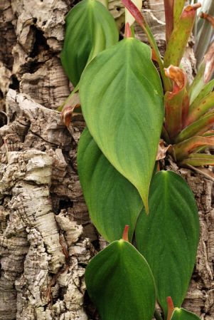 Croat 102968 from Regina, French Guiana Pictured at the Jardin Botanique de Lyon (France) Image Copyright © 2013 by David Scherberich