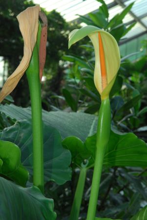 Pictured in Royal Botanic Gardens, Kew Image Copyright © 2012 by David Scherberich