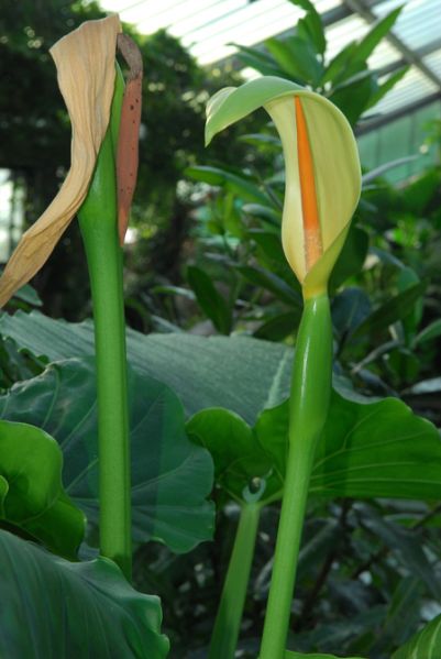 文件:AlocbrisbanensisK 03.jpg