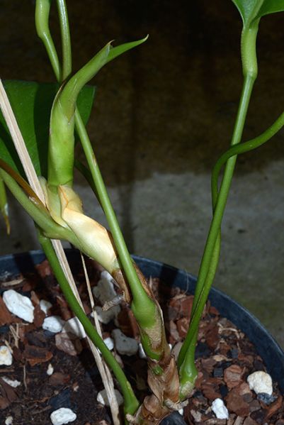 文件:Anthloefgrenii 03.jpg