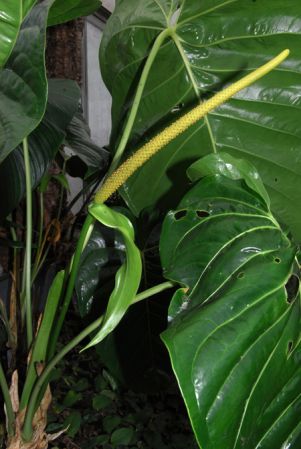 Pictured at the Jardin Botanique de Lyon (France) Image Copyright © 2014 by David Scherberich