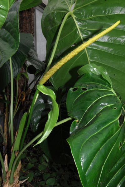 文件:Anthstandleyi130451 05.jpg