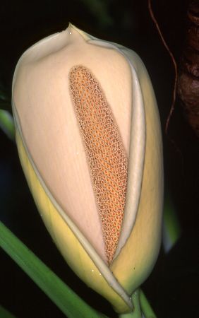 Pictured at the Jardin Botanique du Montet (Nancy, France) Image Copyright © 2003 by David Scherberich
