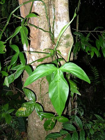 Pictured in Bolivia Image Copyright © 2007 by Jerome Barbut for Entomo Fauna
