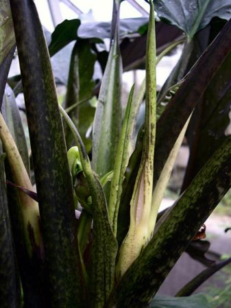 Pictured at the Jardin Botanique de Lyon (France) Image Copyright © 2004 by David Scherberich