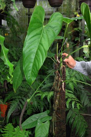 Pictured in the Botanischer Garten der Universität Heidelberg (Germany) Image Copyright © 2013 by David Scherberich