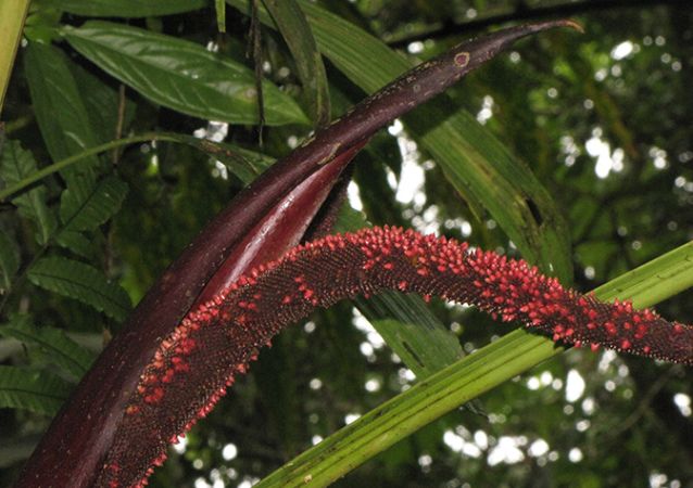 Pictured S of Bahia Solano, Choco (Colombia) Image Copyright © 2020 by Dylan Hannon
