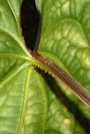 Pictured in the Botanischer Garten München (Germany) Image Copyright © 2016 by David Scherberich