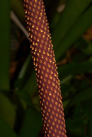 Pictured at the Jardin Botanique de Lyon (France) Image Copyright © 2022 by David Scherberich