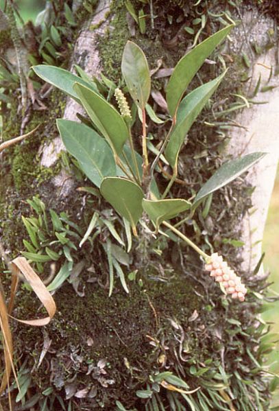 文件:Anthobtusum 02.jpg