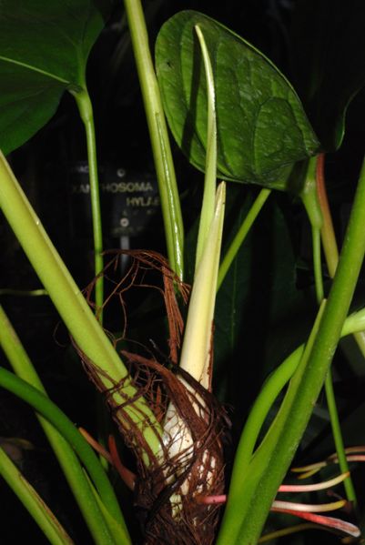 文件:Anthsignatum070054 03.jpg