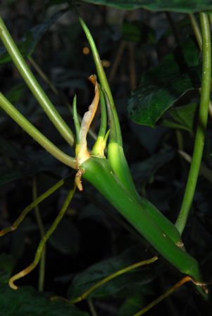 Pictured in Royal Botanic Gardens, Kew Image Copyright © 2012 by David Scherberich