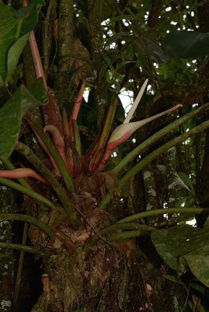 Croat 105799 pictured near Palora (Pastaza, Ecuador) Image Copyright © 2015 by David Scherberich