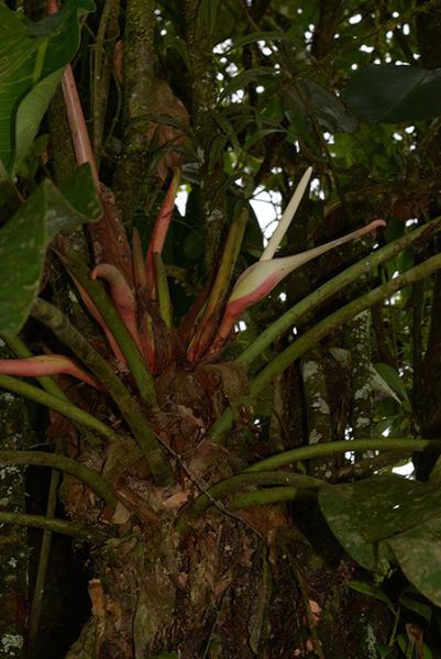 文件:Philoasplundii 07.jpg