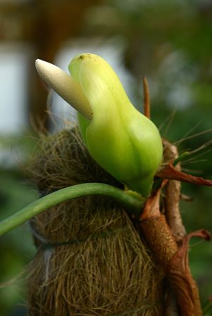 DS437 from French Guiana, pictured at the Jardin Botanique de Lyon (France) Image Copyright © 2022 by David Scherberich