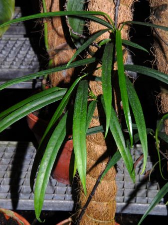From Peru, pictured at the Jardin Botanique du Montet (Nancy, France) Image Copyright © 2008 by David Scherberich