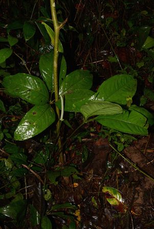 Croat 105732 pictured near Puerto Morona (Morona-Santiago, Ecuador) Image Copyright © 2015 by David Scherberich