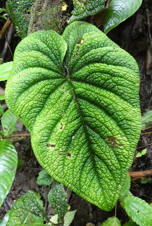 Pictured in Nutibara, Antioquia, Colombia Image Copyright © 2019 by Bruce Dunstan