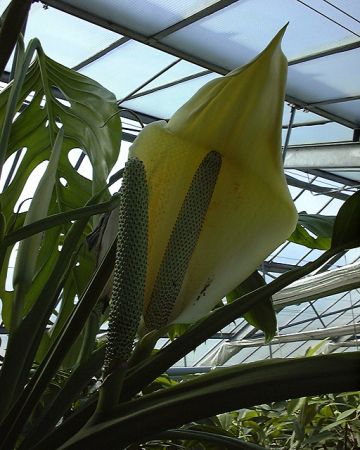 Pictured at the Jardin Botanique du Montet (Nancy, France) Image Copyright © 2003 by David Scherberich