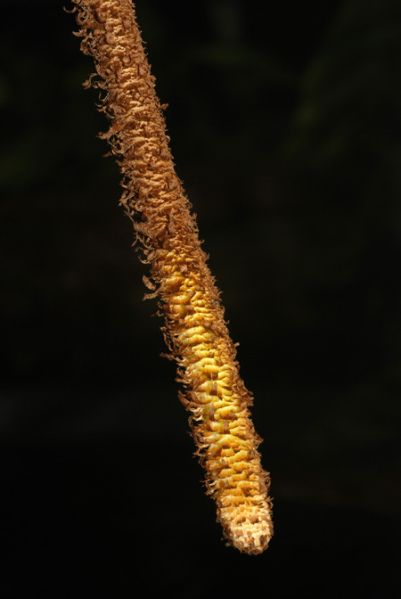 文件:PhilogigasBD 07.jpg