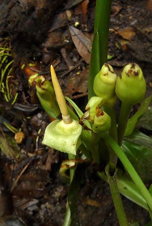 Pictured in Bukit Fraser, Peninsular Malaysia Image Copyright © 2016 by Patrick Blanc