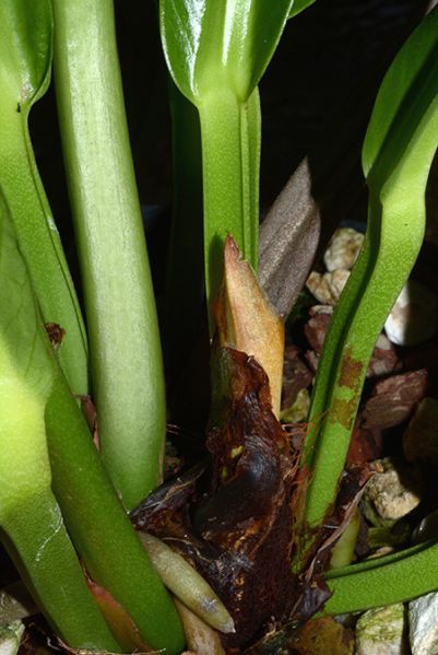 文件:Anthparaguayense 04.jpg