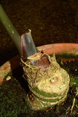 Croat 107040 from Huánuco, Peru, pictured at the Jardin Botanique du Montet (Nancy, France) Image Copyright © 2019 by David Scherberich