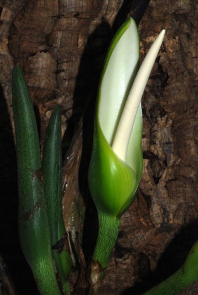 文件:Philoasplundii 24.jpg