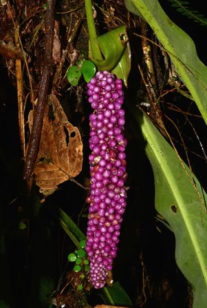 Pictured along Rio Anzu (Pastaza, Ecuador) Image Copyright © 2015 by David Scherberich