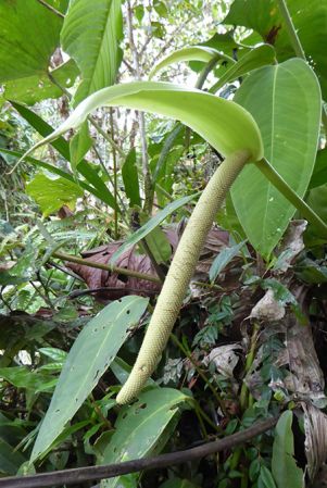 Pictured in La Planada Reserve, Narino, Colombia Image Copyright © 2018 by Bruce Dunstan