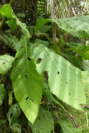 Pictured in La Planada Reserve, Narino, Colombia Image Copyright © 2018 by Bruce Dunstan
