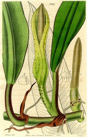 From Curtis's Botanical Magazine 64: t. 3621 (1837)