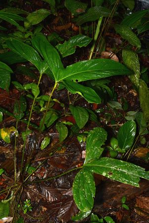Croat 106094 pictured in Timburi Cocha Research Station (Orellana, Ecuador) Image Copyright © 2015 by David Scherberich
