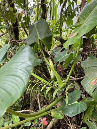Pictured in Parque Nacional Braulio Carrillo, Costa Rica Image Copyright © 2021 by Fred Muller