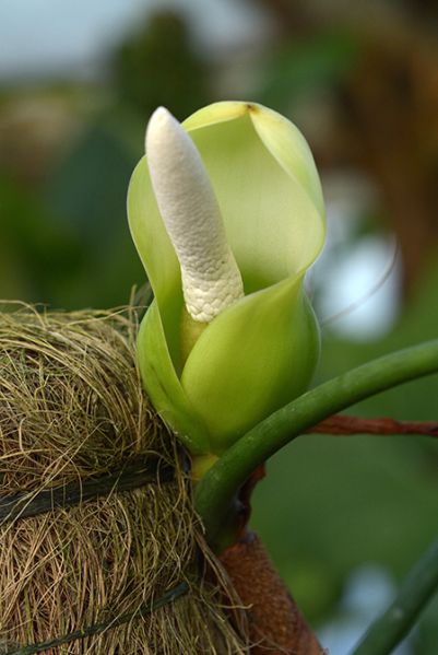 文件:Philobrevispathum 05.jpg