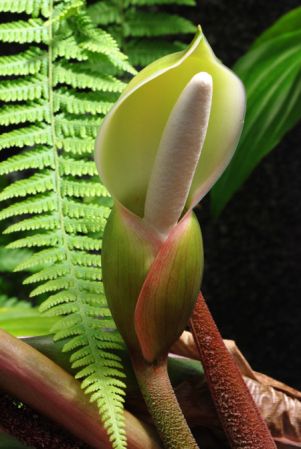 PB03-562 from French Guiana, pictured at the Jardin Botanique de Lyon (France) Image Copyright © 2014 by David Scherberich