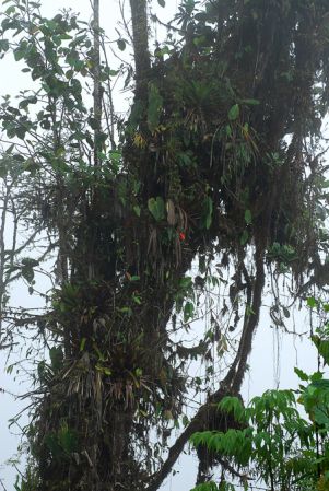 Pictured in Carchi, Ecuador Image Copyright © 2013 by David Scherberich