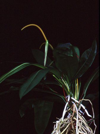 Pictured at the Jardin Botanique du Montet (Nancy, France) Image Copyright © 2007 by David Scherberich