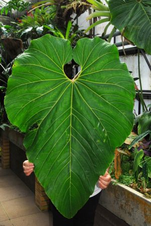 Croat 95682 from Pichincha, Ecuador Pictured at the Jardin Botanique du Montet (Nancy, France) Image Copyright © 2014 by David Scherberich
